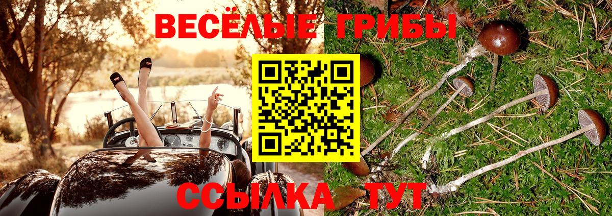 Ялта  Псилоцибиновые грибы прущие грибы  Вход с VPN  Галлюциногенные грибы Psilocybe 
